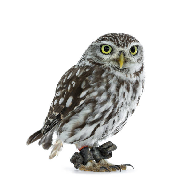 istock Young Little Owl on white background. 1167525661