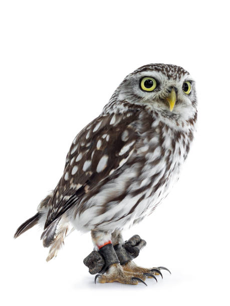 istock Young Little Owl on white background. 1167525668