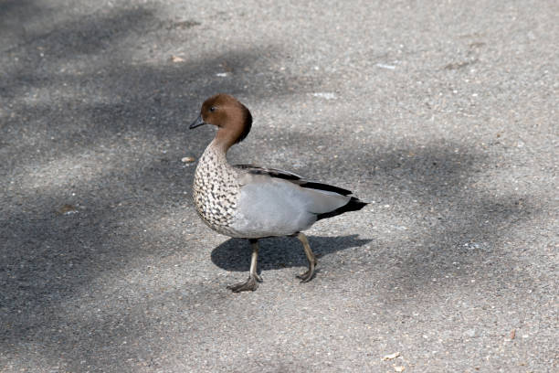 istock this is a male Australian wood duck 1167526318