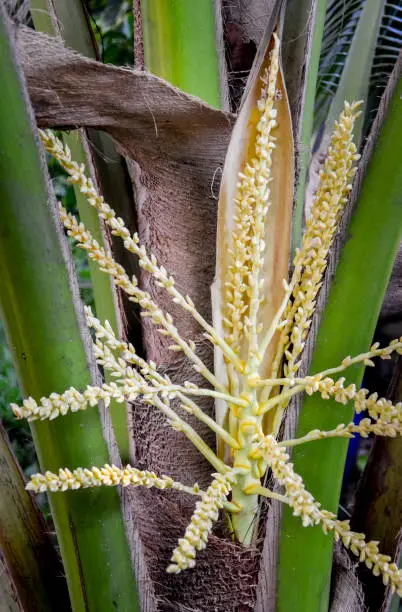 Photo of Coconut flower on tree