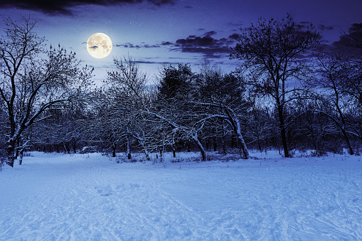 park in winter at night. beautiful nature scenery in full moon light.