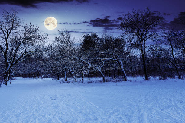 park in winter at night stock photo
