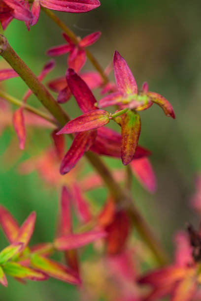 istock Wildflowers and herbs, floral background 1167527247