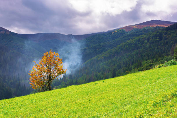 istock tree in yellow foliage on the grassy meadow 1167527305