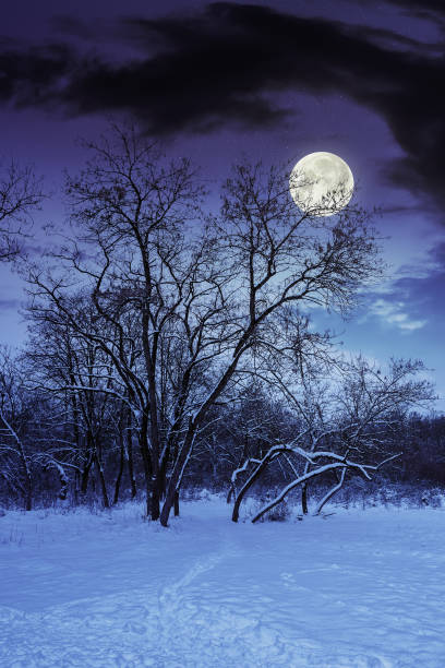 istock park in winter at night 1167527456