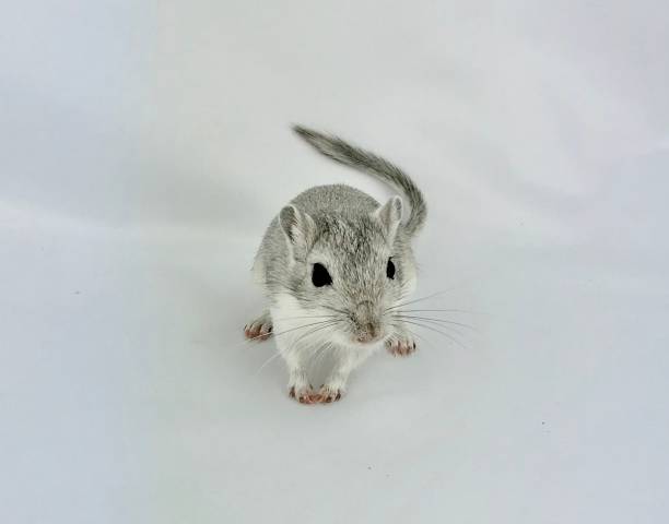 4 month old grey gerbil 4 month old grey gerbil facing camera gerbil stock pictures, royalty-free photos & images