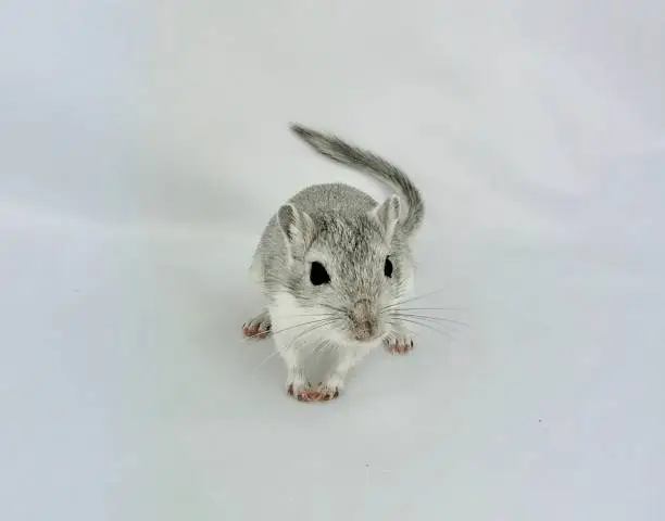 4 month old grey gerbil facing camera