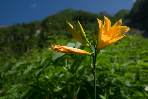 The Hemerocallis esculenta flower in the mountain