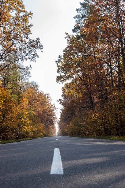istock Road in the autumnal forest. 1167530468