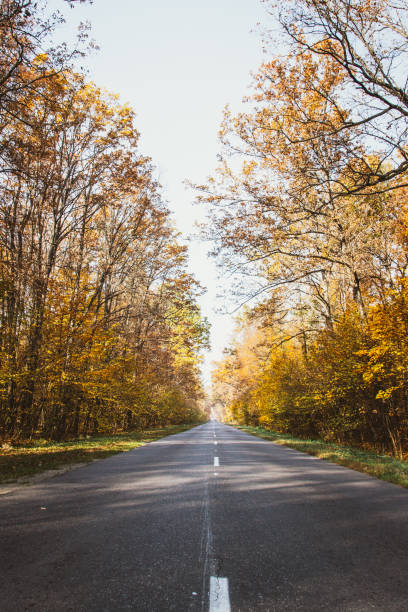 istock Road in the autumnal forest. 1167530470