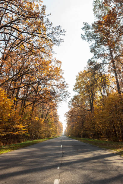 istock Road in the autumnal forest. 1167530480