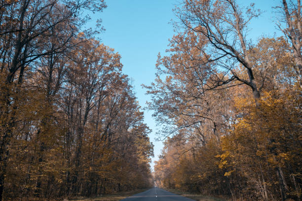 istock Road in the autumnal forest. 1167530530