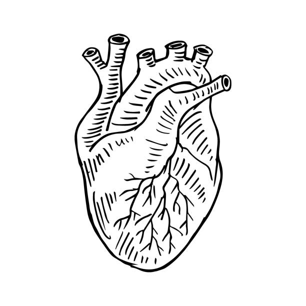 ilustraciones, imágenes clip art, dibujos animados e iconos de stock de ilustración de dibujo a mano del corazón humano. - pumping blood illustrations