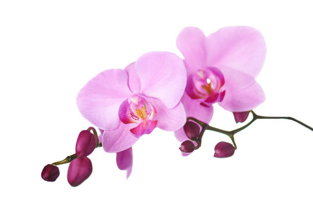 istock Purple orchids isolated on white. 1167530834