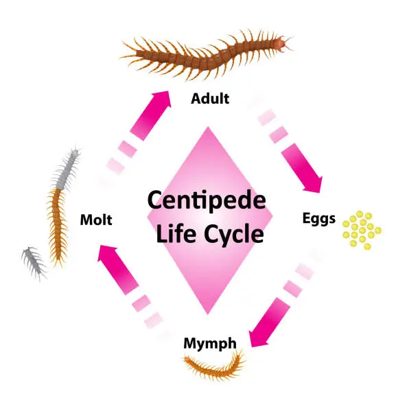 Vector illustration of The life cycle of the centipede is molting.