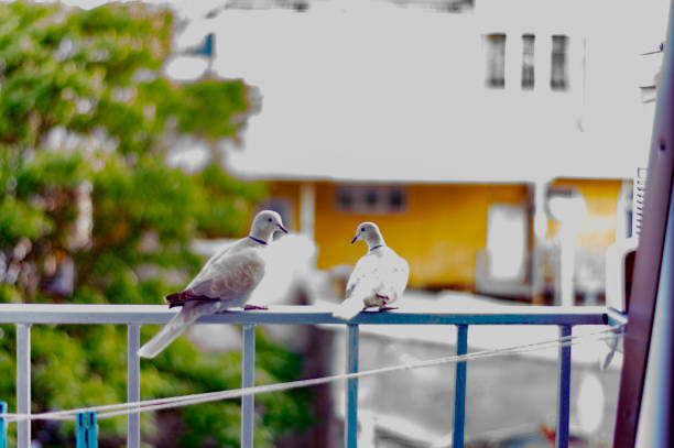 istock Pigeons sit on the balcony on the railing, sunny summer day 1167531677