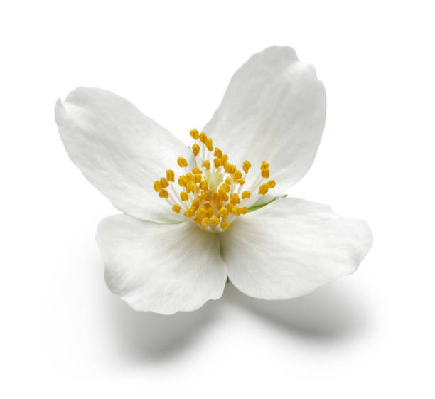 flor de jazmín blanco aislada en blanco - tea organic single flower flower fotografías e imágenes de stock