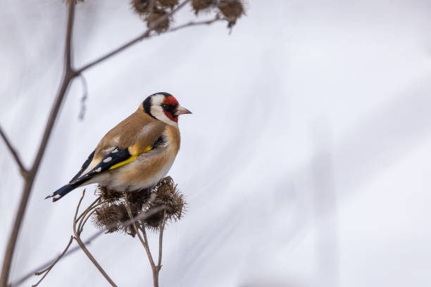 istock European Goldfinch on the burdock with copy space 1167533448