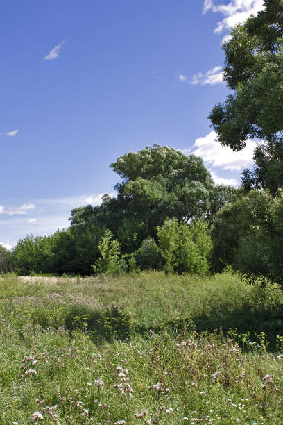 istock summer landscape on a Sunny day 1167533531