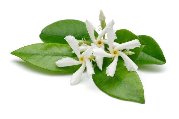 istock Star jasmine flowers with leaves isolated 1167533592