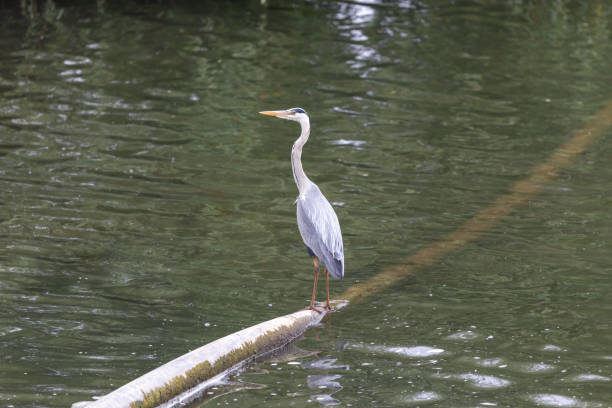 istock Heron fishing from a metal pipe going through the water. 1167533593