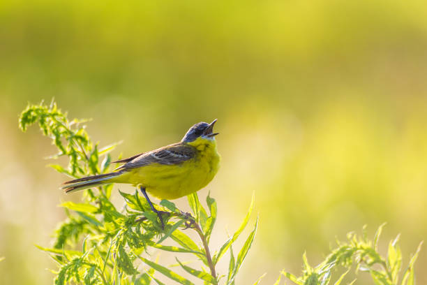 istock Western yellow wagtail singing on a tal shrub. Bird portrait with copy space. 1167533594
