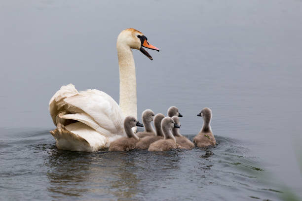 schwanenmutter mit hühnern schwimmen auf einem teich in der flucht für bedrohung. konzept der erziehungsprobleme. - duckling spring small offspring stock-fotos und bilder