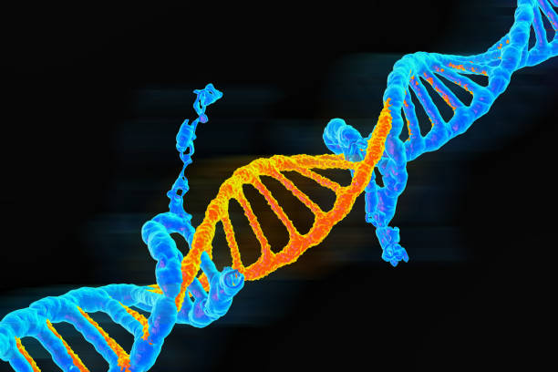 il doppio supporto del dna da blu a arancione rappresentava l'evoluzione o il mutante, reso in 3d - genetic mutation foto e immagini stock