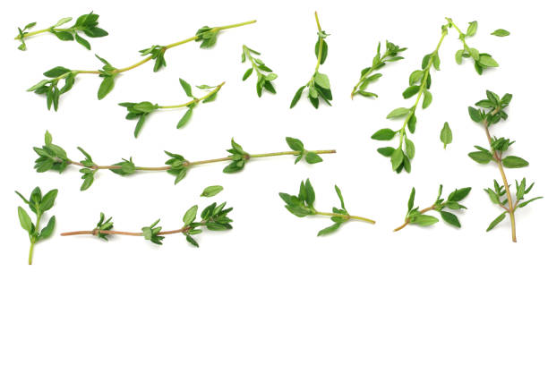 istock green thyme bunch isolated on white background. top view 1167534920