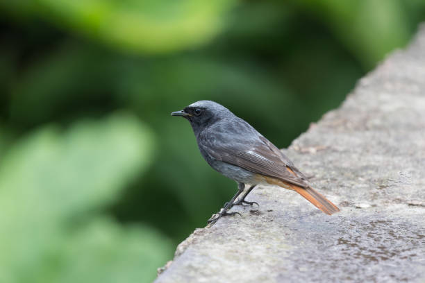 czarny redstart (phoenicurus ochruros) mężczyzna patrzy w aparacie z liści wiosny. wiosenne tło z miejscem na kopiowanie. - phoenicurus zdjęcia i obrazy z banku zdjęć