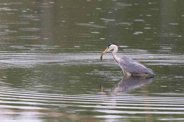 istock Grey heron caught a fish under the starting rain 1167536673