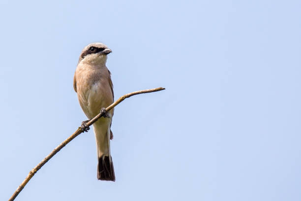 istock Red-Backed Shrike male sitting on a tall grass during sunny springtime day. 1167536709
