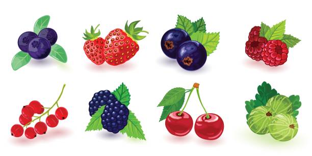 illustrations, cliparts, dessins animés et icônes de myrtille, mûre, groseille, cassis rouge et cassis, framboise, fraise, cerise avec des feuilles - currant gooseberry red currant red