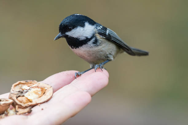 Coal tit sitting on a hand. Late November winter nature observing. Birds of feather series parus palustris stock pictures, royalty-free photos & images