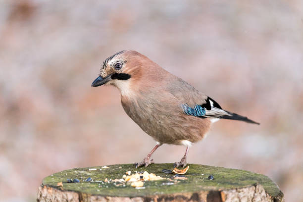 istock Eurasian jay (Garrulus glandarius) watching the camera from a tree stump with a treat. 1167537525
