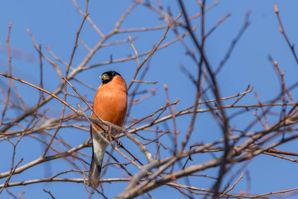 Birds of feather series