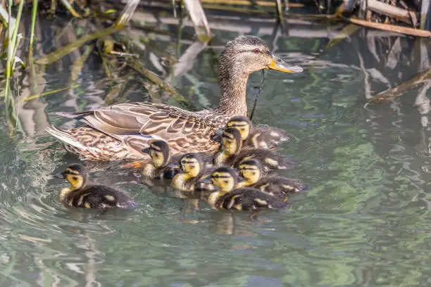 Photo of Mallard duck watches over her ducklings at the local pond.