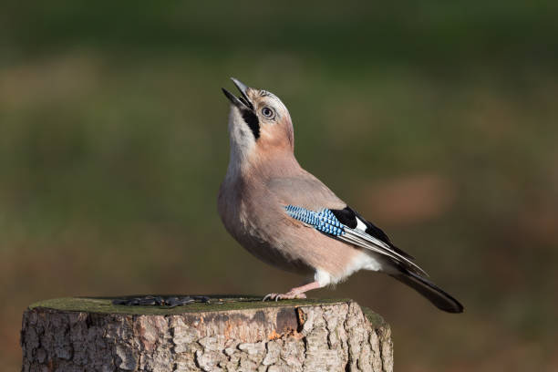 istock Eurasian Jay on a tree stump while eating sunflower seeds. 1167537842