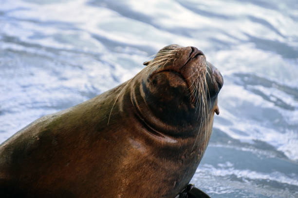 istock South american sea lion (Otaria flavescens) 1167538193