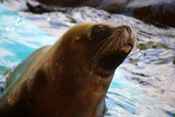 istock South american sea lion (Otaria flavescens) 1167538225