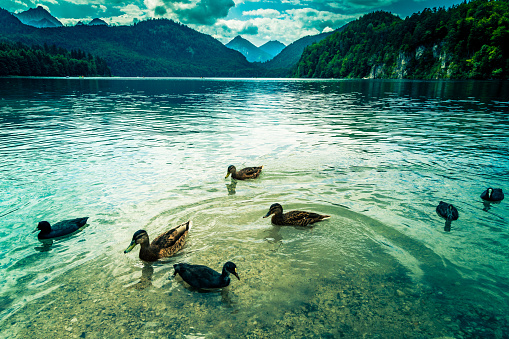Wide angle color image depicting the tranquil scene of a blue mountain lake with ducks swimming in the foreground. In the far distance is a dramatic mountain range with cloudscape. Room for copy space.