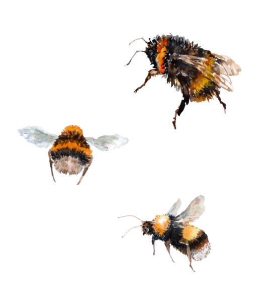 Three black bumblebees with yellow stripes. Upper with folded wings, lower bumblebee with wings raised up. Left bumblebee rear view. Watercolor. Three black bumblebees with yellow stripes. Upper with folded wings, lower bumblebee with wings raised up. Left bumblebee rear view. Watercolor on a white background. bee water stock illustrations