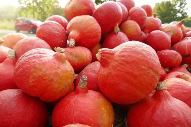 Hokkaido pumpkin on the farm market.Red pumpkin close-up .Harvest pumpkin.Autumn vegetables farmers market.