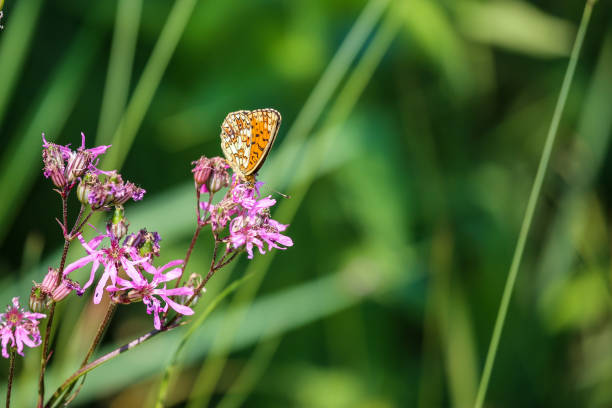 perłowo-graniczy fritillary (boloria euphrosyne) siedząc na różowych wiosennych kwiatach z kopią miejsca. - fritillary butterfly butterfly insect lepidoptera zdjęcia i obrazy z banku zdjęć