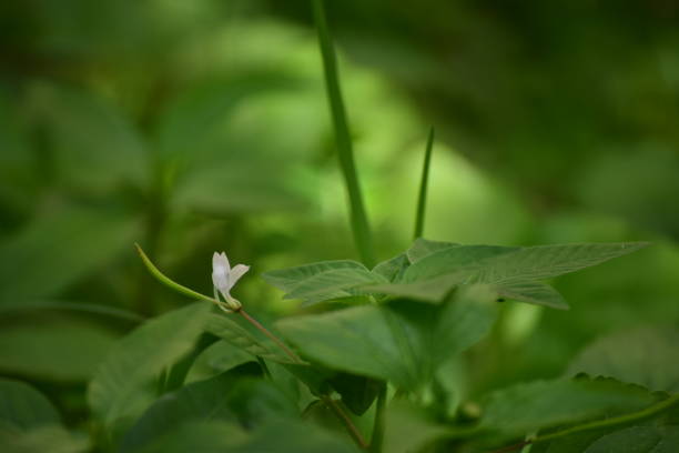 istock The flower of plant 1167542274
