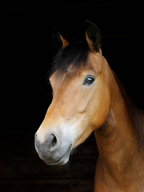 istock Pretty Horse Head Shot 1167543032
