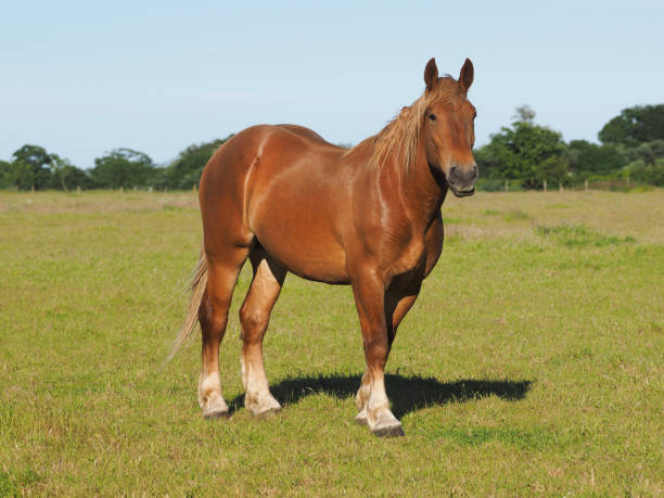 istock Rare Breed Suffolk Punch 1167544081