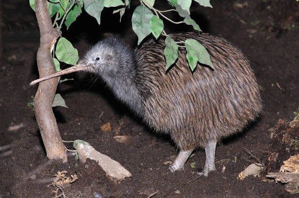 kiwi común - flightless fotografías e imágenes de stock