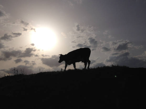 A silhouette of a cow on sunset background