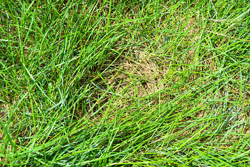 Thin long green juicy grass, green background.